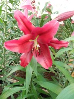 [4176 Borrello VH No202.JPG]